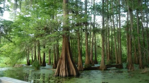 Inspect Louisiana - Photo 4