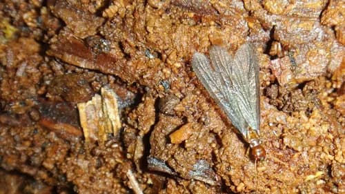 Pacific Northwest Inspections Group - Photo 1